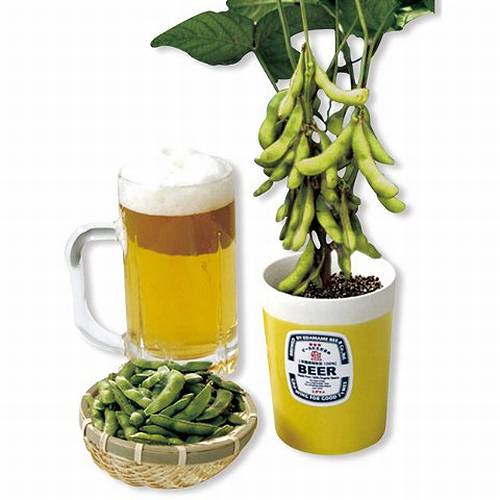 ビールの供に枝豆栽培セット 自分で育て収穫する おつまみ Narinari Com