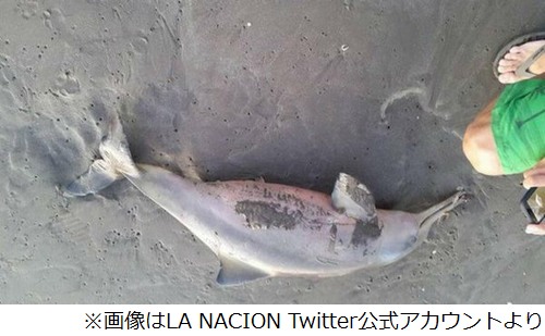 “自撮り”のためイルカが死ぬ、リゾートビーチでの悲劇に怒りの声。