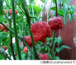 ドライフラワー❇️コニカルブラック❣️唐辛子とアンバーナッツ