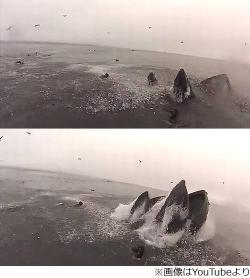 鯨に丸呑みピンチの恐怖映像 水面下から突然浮上の迫力に大反響 Narinari Com