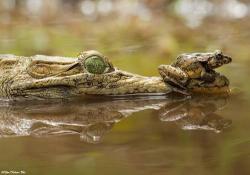 写真 ワニの鼻先に座るカエルが話題 インドネシアで撮影された一枚 Narinari Com