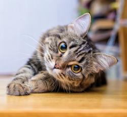 猫の声 翻訳アプリ Amazon出身エンジニアが開発 Narinari Com